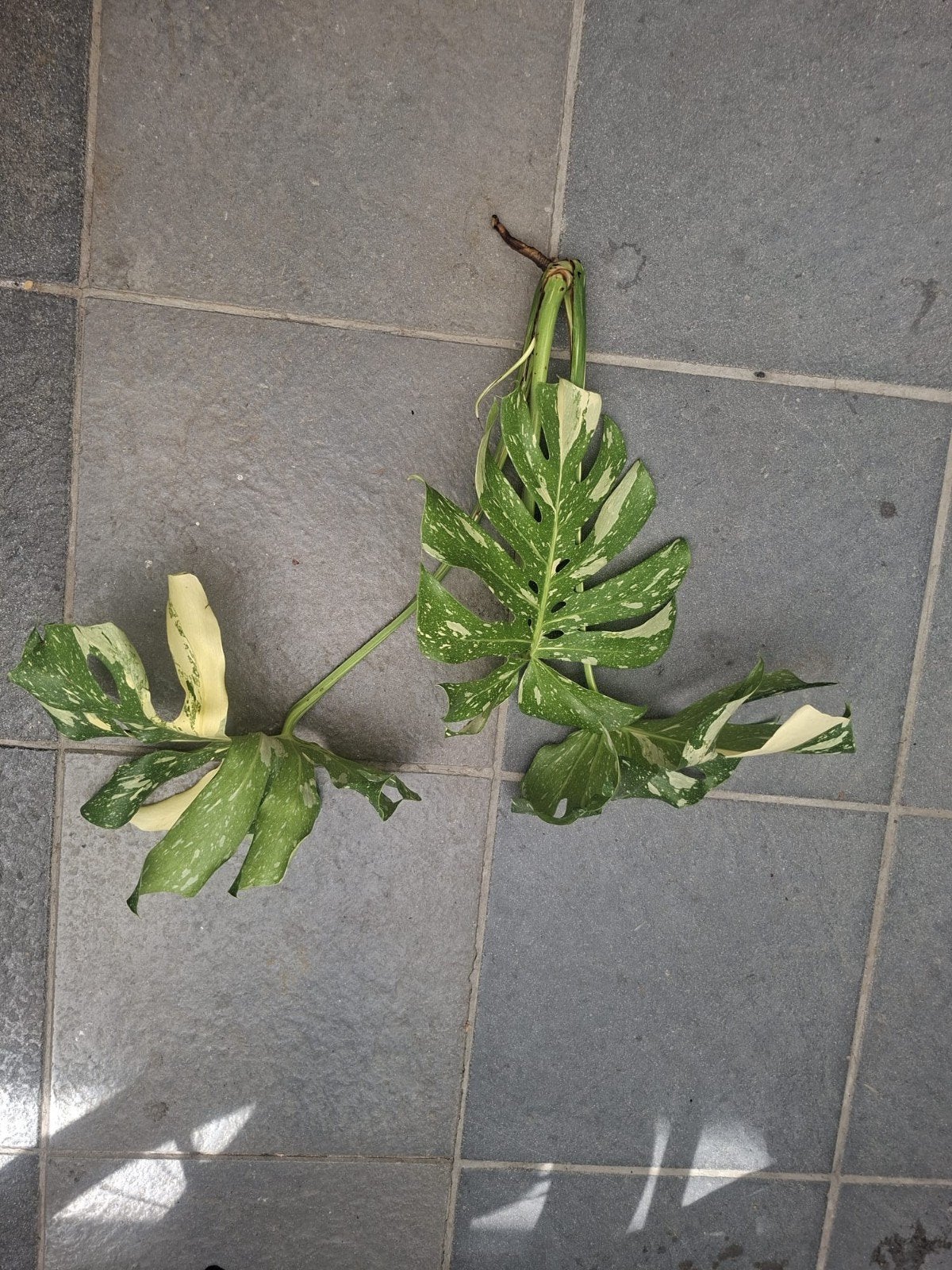 Kopstek monstera thai constellation, Maison & Meubles, Enlèvement ou Envoi