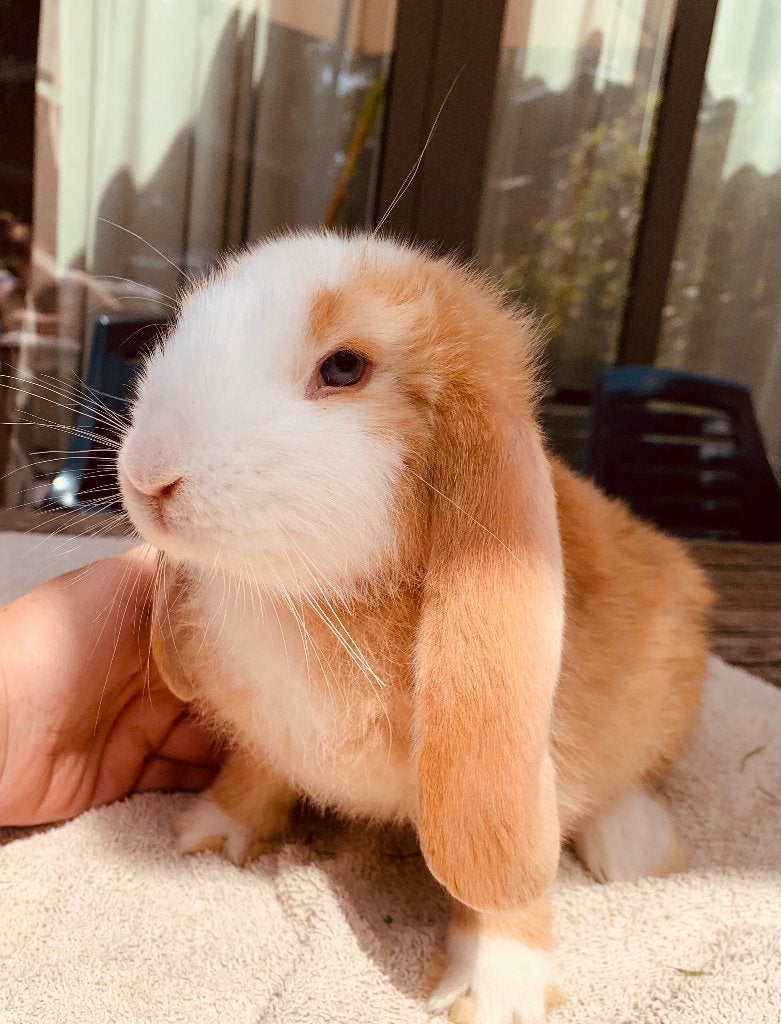 Franse hangoortjes, Meerdere dieren, Groot, Hangoor, 0 tot 2 jaar