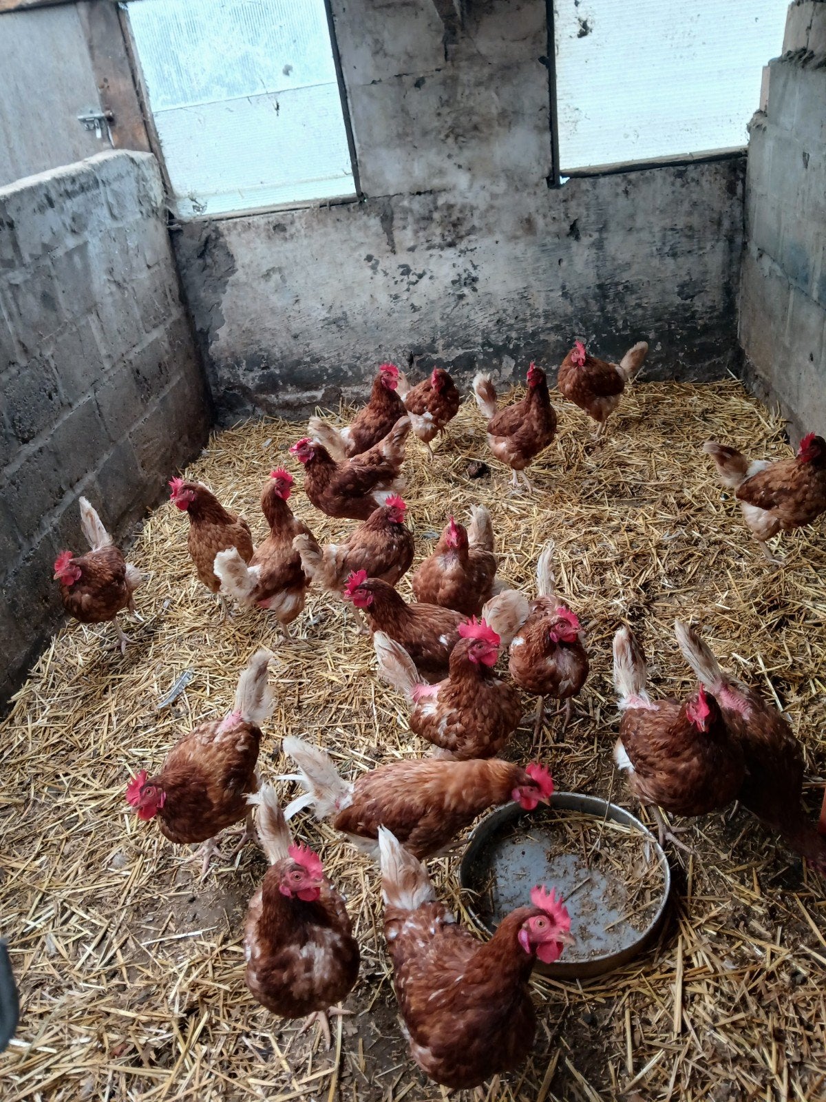 kippen, Poule ou poulet