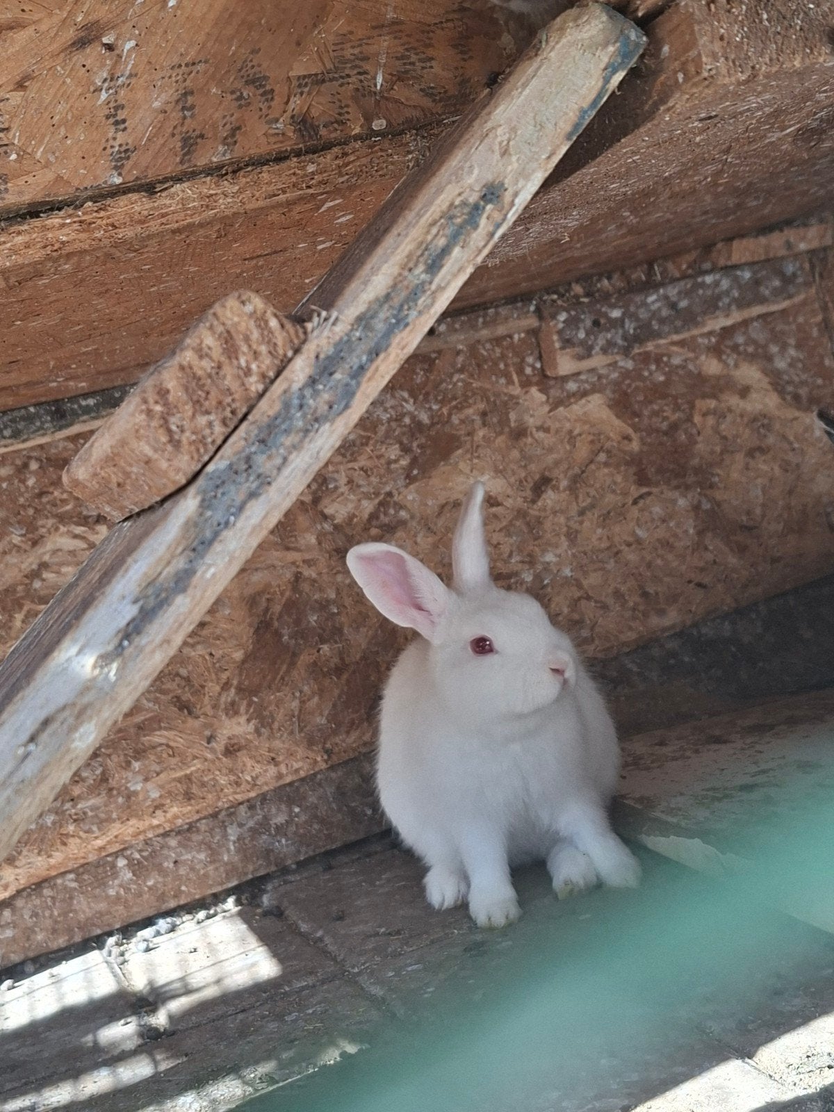 Dwergkonijn van 3 maanden oud te koop, Dieren en Toebehoren, Meerdere dieren, Dwerg, 0 tot 2 jaar