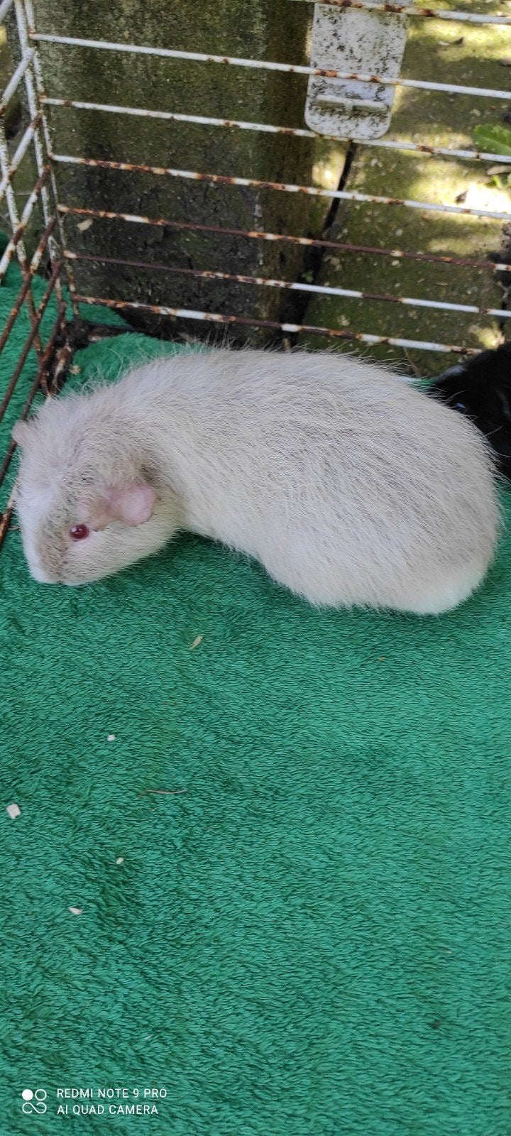 Zeugje!, Dieren en Toebehoren, Knaagdieren, Februari, Vrouwelijk, Cavia