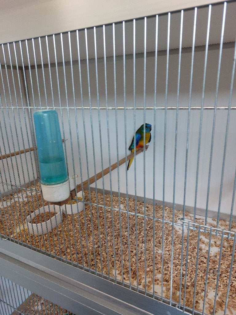 Vogels, Mâle, Perruche