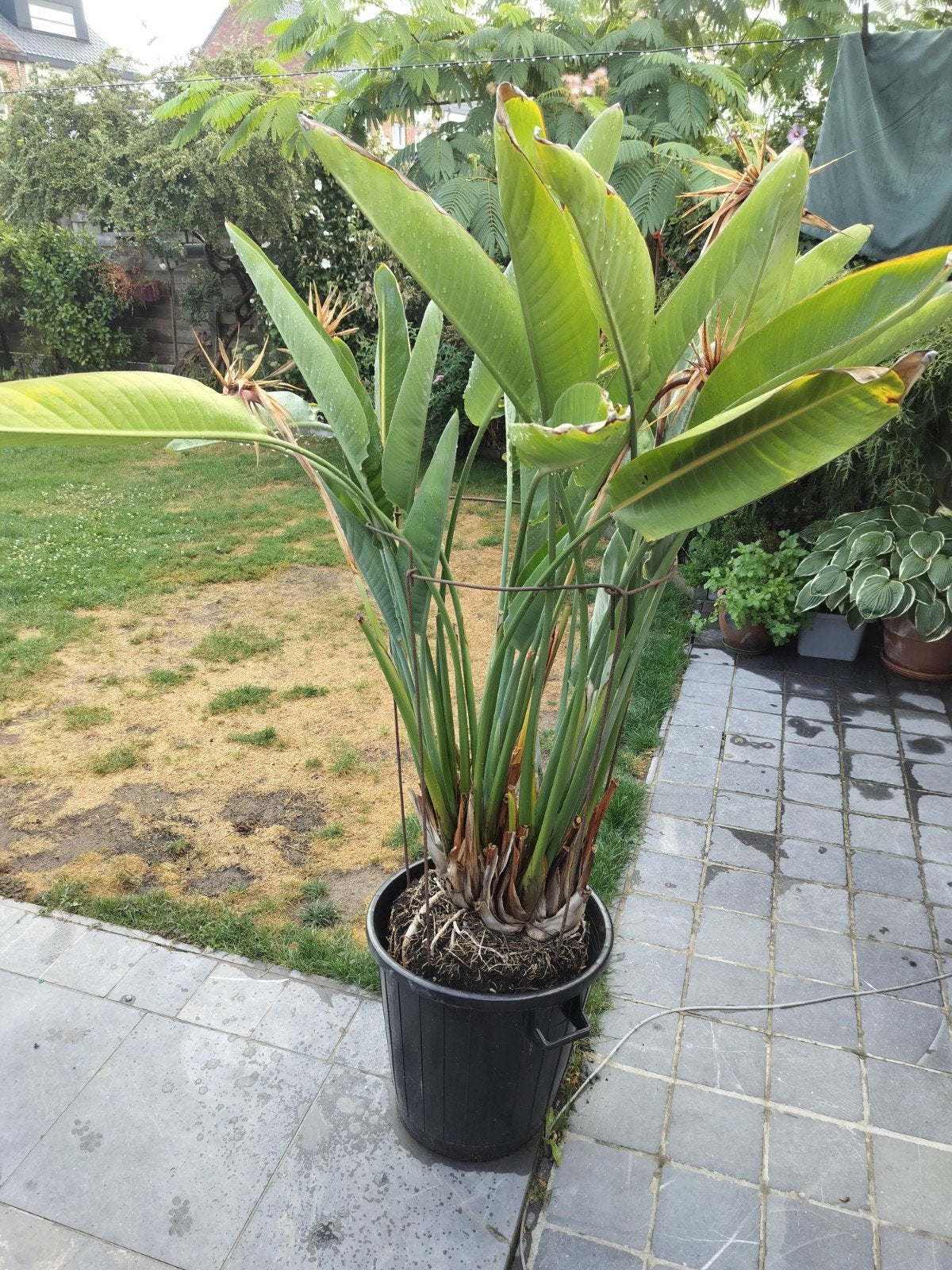 Strelitzia / paradijsvogelbloem, Jardin & Terrasse, Enlèvement