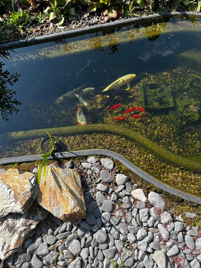 Koi en goudvis, Dieren en Toebehoren, Goudvis(sen)