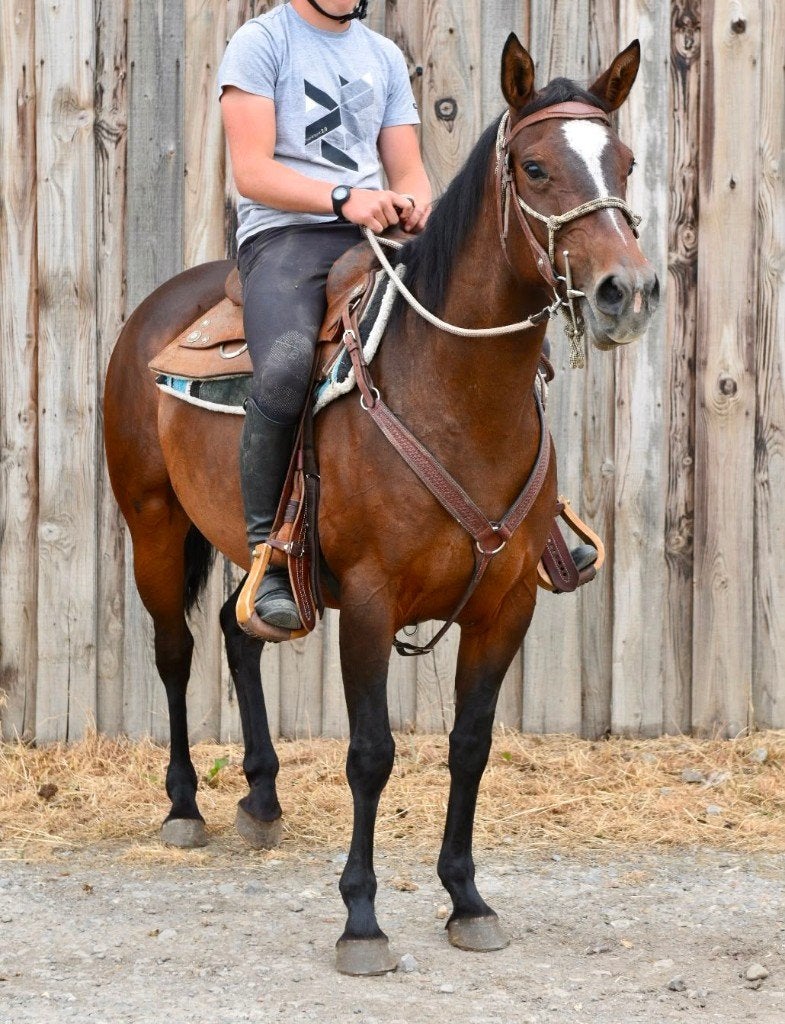 knappe paint merrie, Avec pedigree, Poney western, Débourré, Poney E (1.48 m - 1.57m)