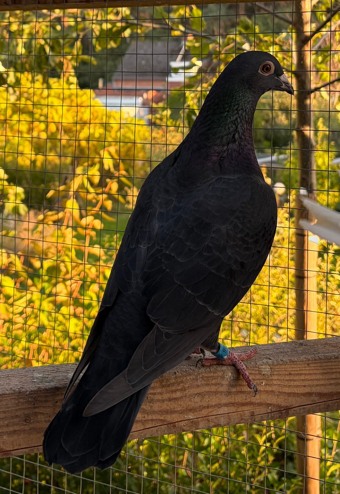 Jonge doffer 2026 (m2452712221) — Vogels | Duiven — 2dehands