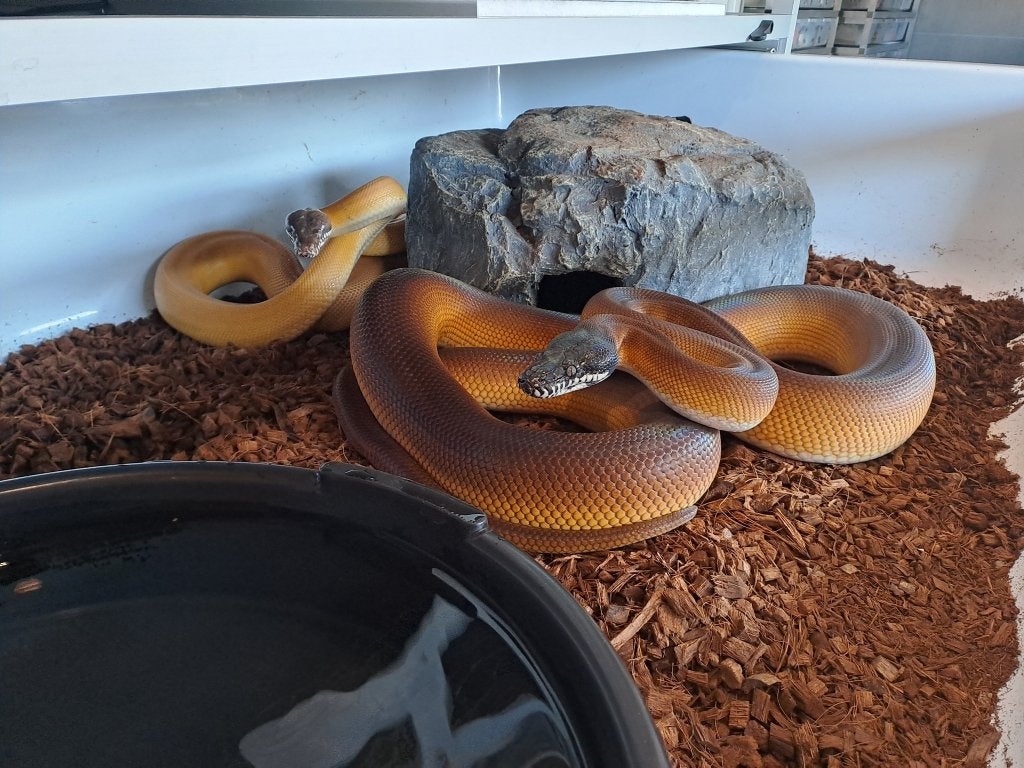 Witlip python albinos en hets Albertisii, Dieren en Toebehoren, Slang
