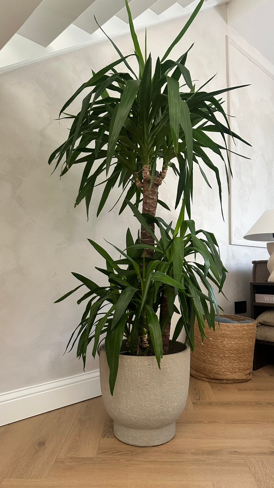 Plante d'intérieur Yucca, Maison & Meubles, Enlèvement ou Envoi, Yucca