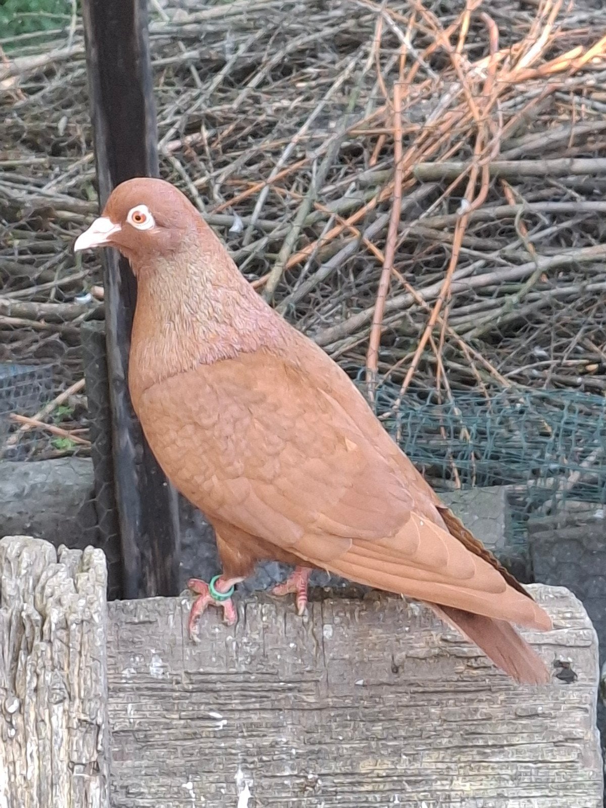 Carneau, Meerdere dieren, Overige soorten