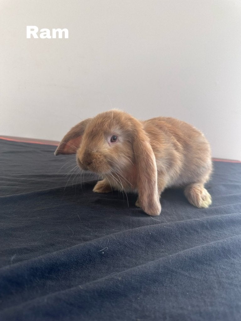 Nederlandse hangoor, Dieren en Toebehoren, Konijnen, Mannelijk, Hangoor
