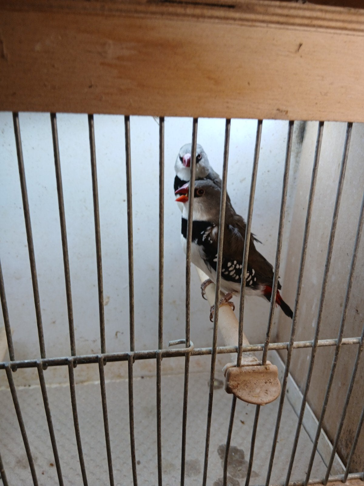 Diamantvinken (poppen)., Dieren en Toebehoren, Vogels | Overige Vogels, Vrouwelijk, Tropenvogel