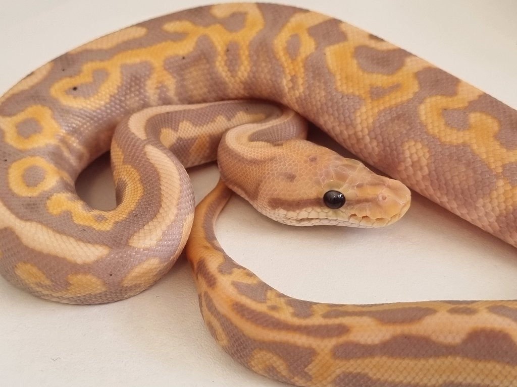 1.0 banana leo spotnose black pastel od het clown 66% pied Ball Python photo 3