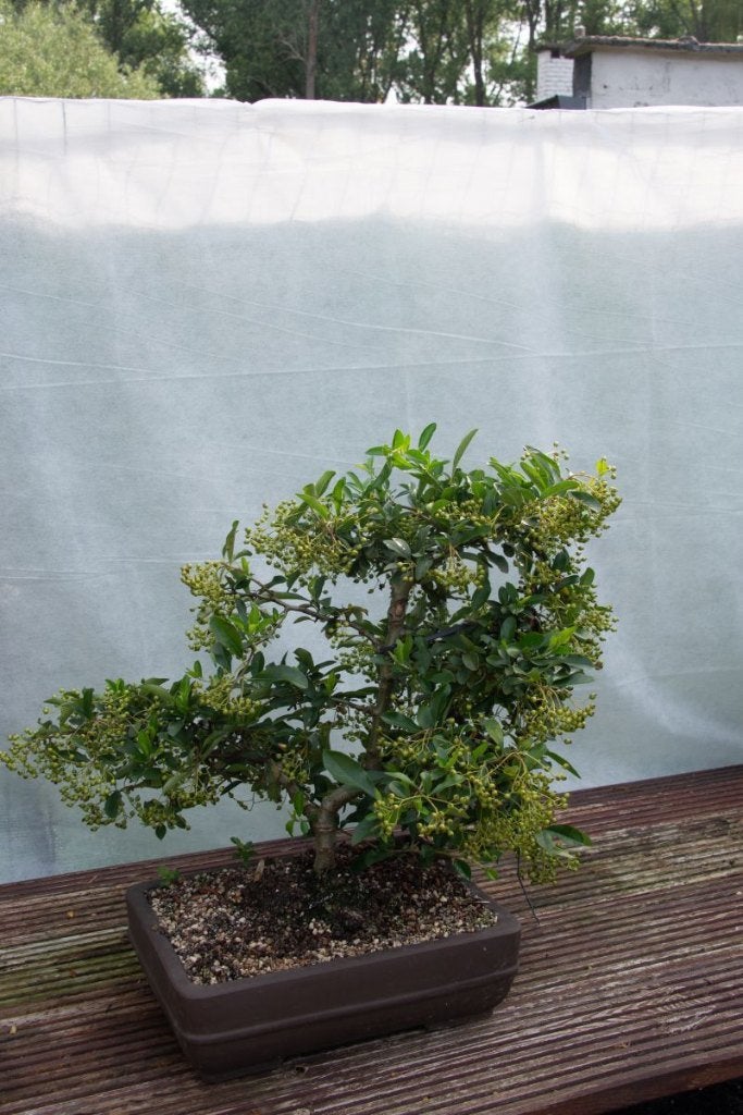 bonsai  Pyracantha geel, Tuin en Terras, Halfschaduw, Overige soorten, Lente, Minder dan 100 cm