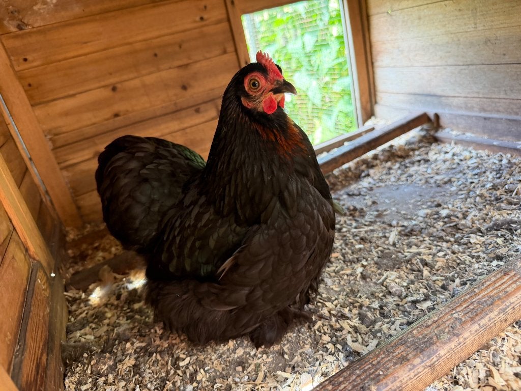 Twee zwarte Cochin krielkipjes, Dieren en Toebehoren, Pluimvee, Vrouwelijk, Kip