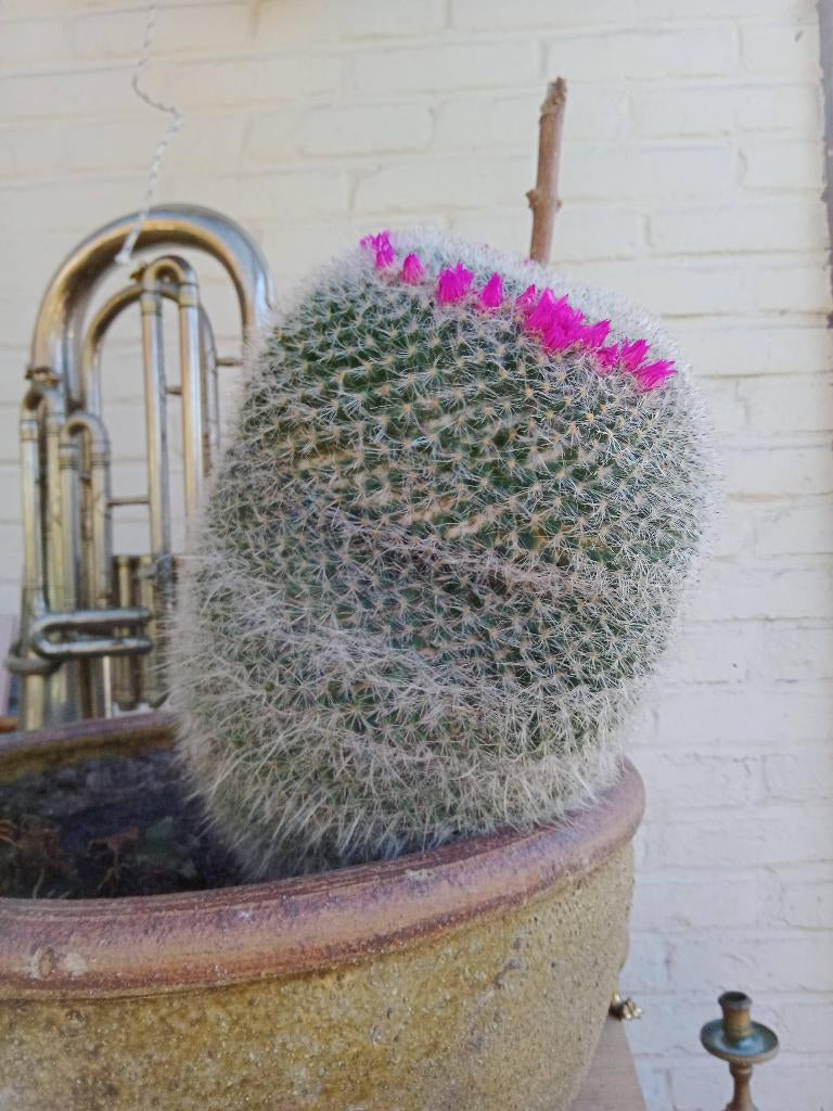 cactusen, Enlèvement ou Envoi, Cactus, Moins de 100 cm