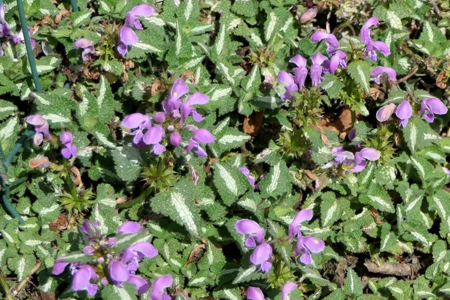 lamium bodembedekker, Tuin en Terras, Ophalen