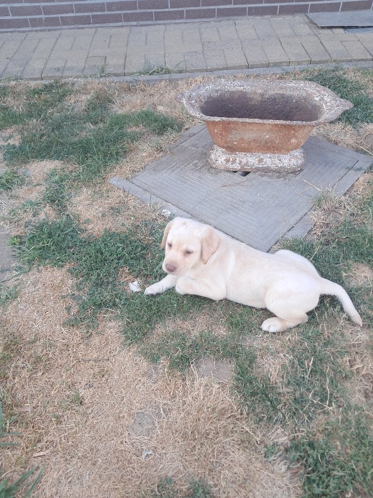 labrador pup, Parvo, België, Particulier, Reu