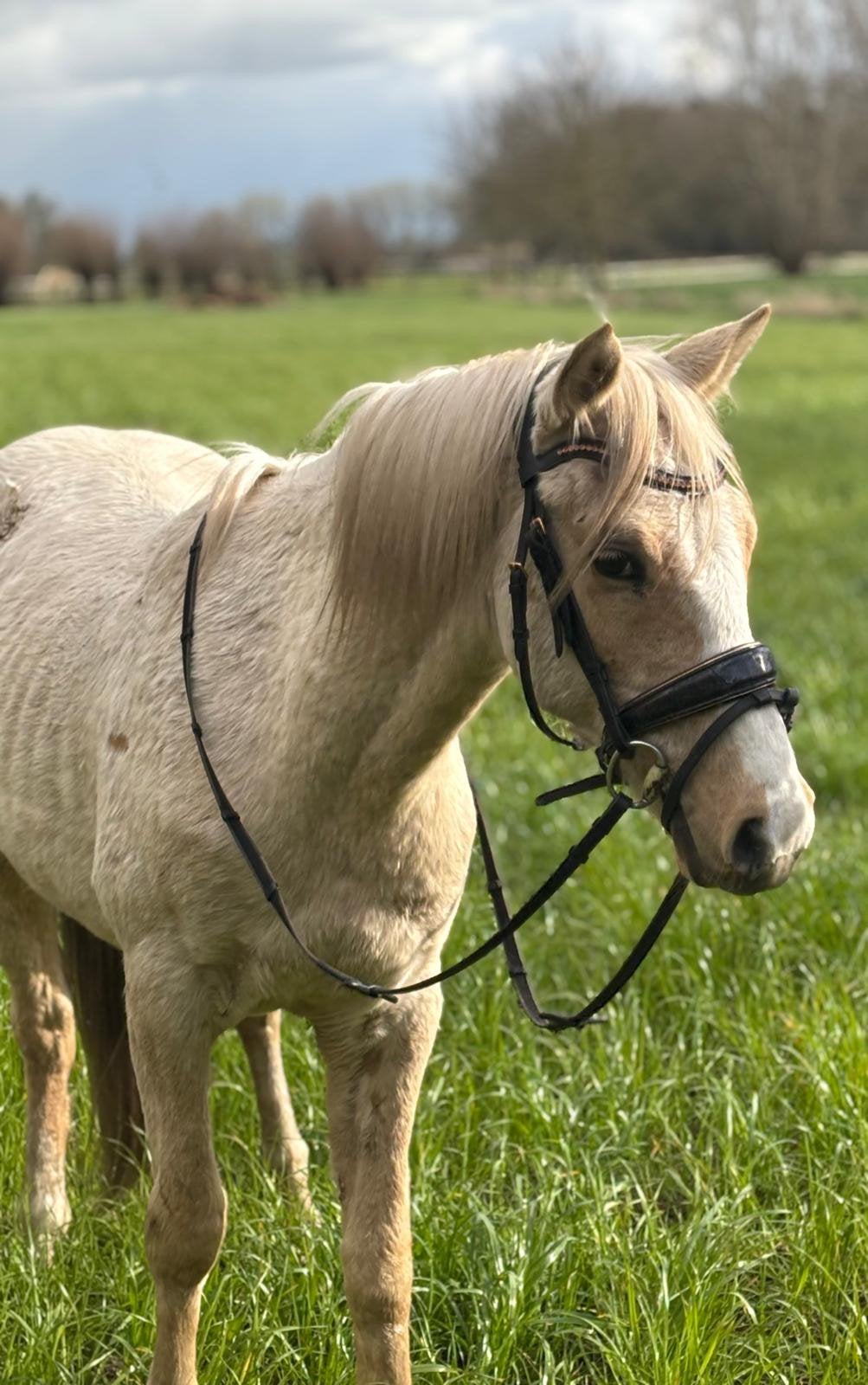Paarden, Animaux & Accessoires, Chevaux