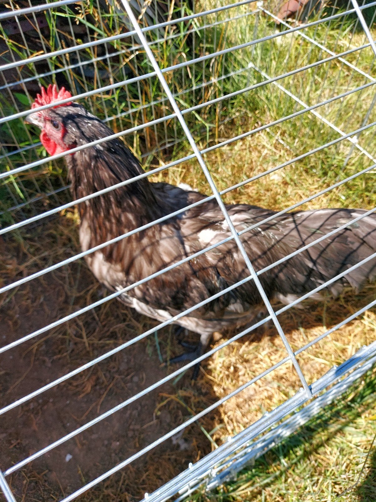 australorp haan, Dieren en Toebehoren, Pluimvee