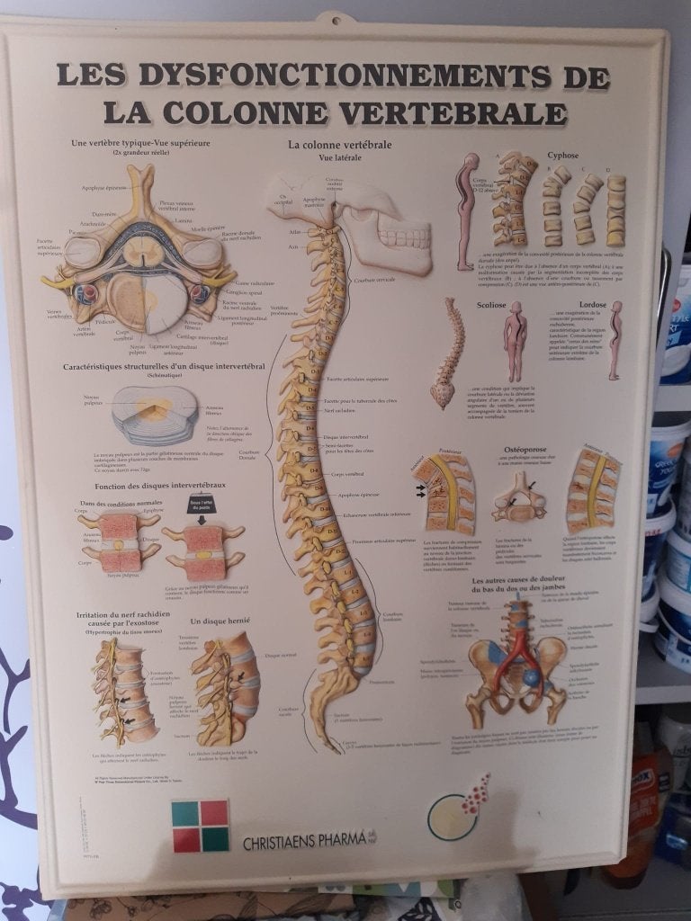 Planche anatomique colonne vertébrale - Christiaens Pharma, Enlèvement