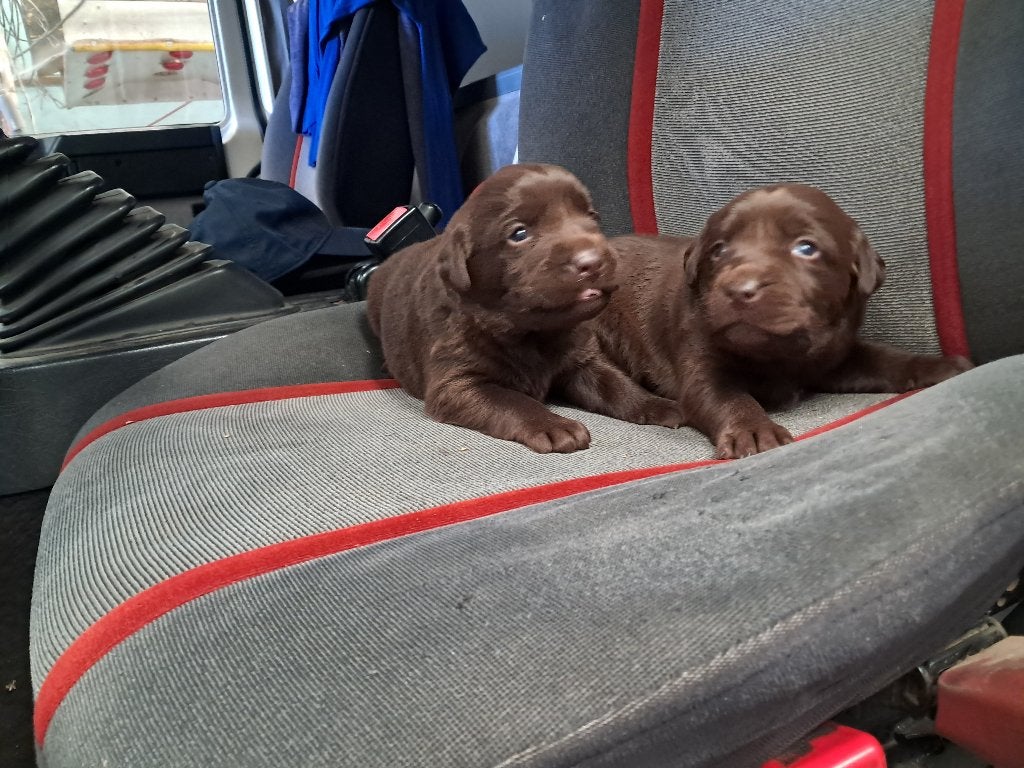 labrador, Animaux & Accessoires, Chiens | Chihuahuas & Chiens de compagnie, Particulier, Chien (mâle), Autres races, Belgique