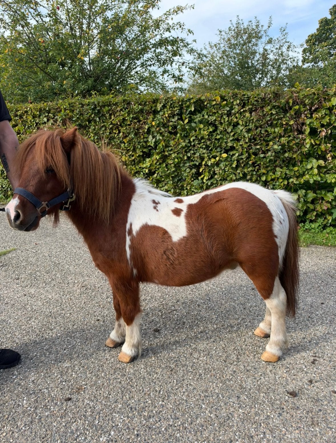 Twee mooie sprookjes mini paardjes zeer klein!!!, Dieren en Toebehoren