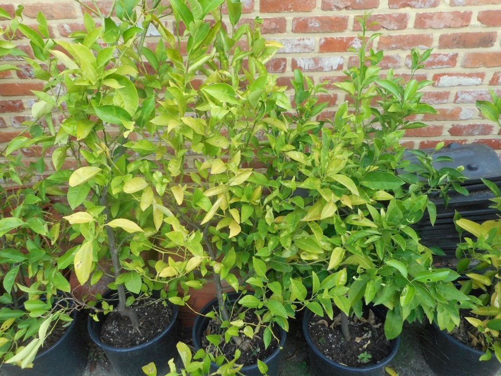 Planten, Maison & Meubles, Autres espèces, En pot, Plante à fleurs, 100 à 150 cm