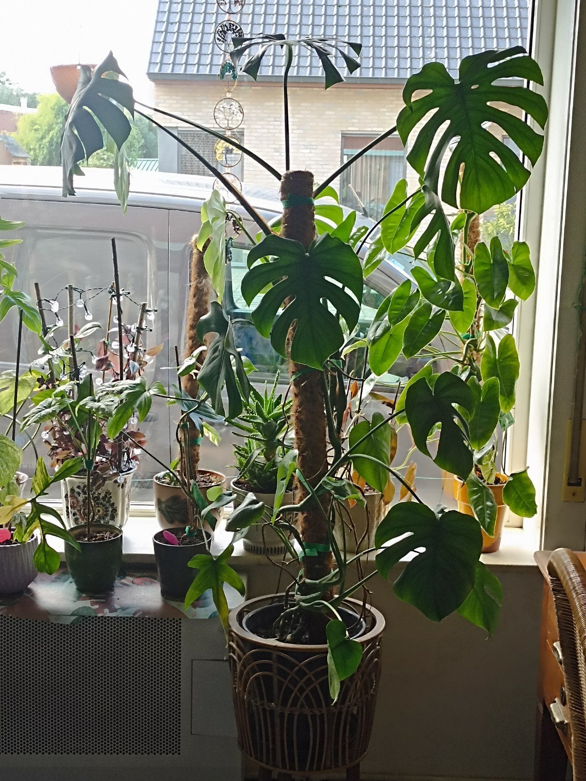 Monstera, Maison & Meubles, Enlèvement, 100 à 150 cm