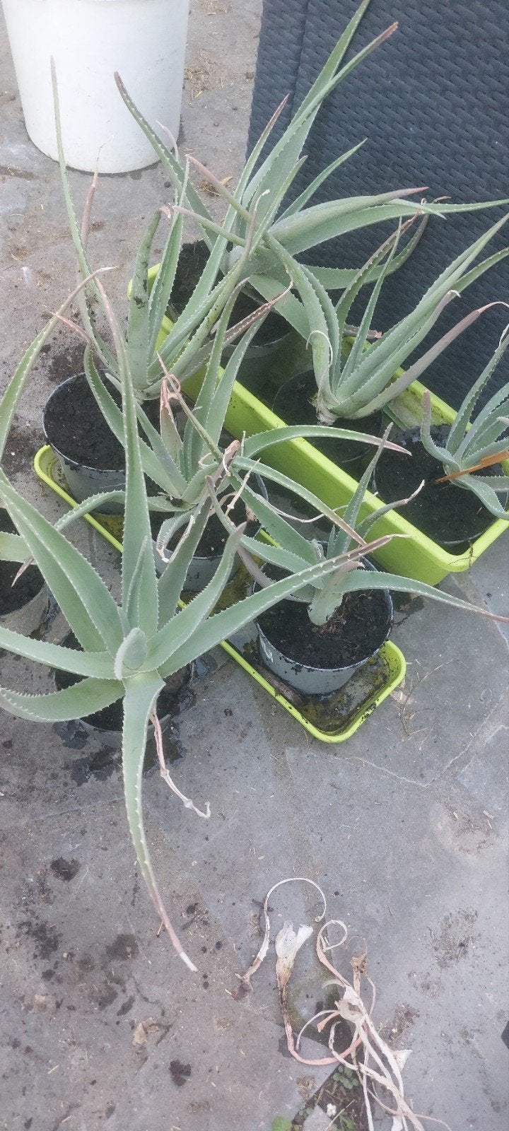 aloë vera planten, Tuin en Terras, Ophalen, Bloeit niet, Vaste plant, Volle zon
