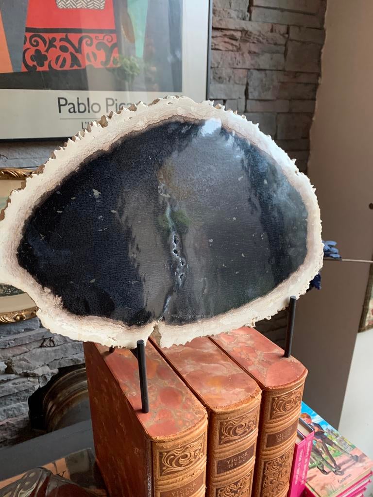 Versteend palmwortel versteend hout 5,33 miljoen jaar, Overige typen, Overige onderwerpen, Natuurlijk materiaal, Brutalistisch