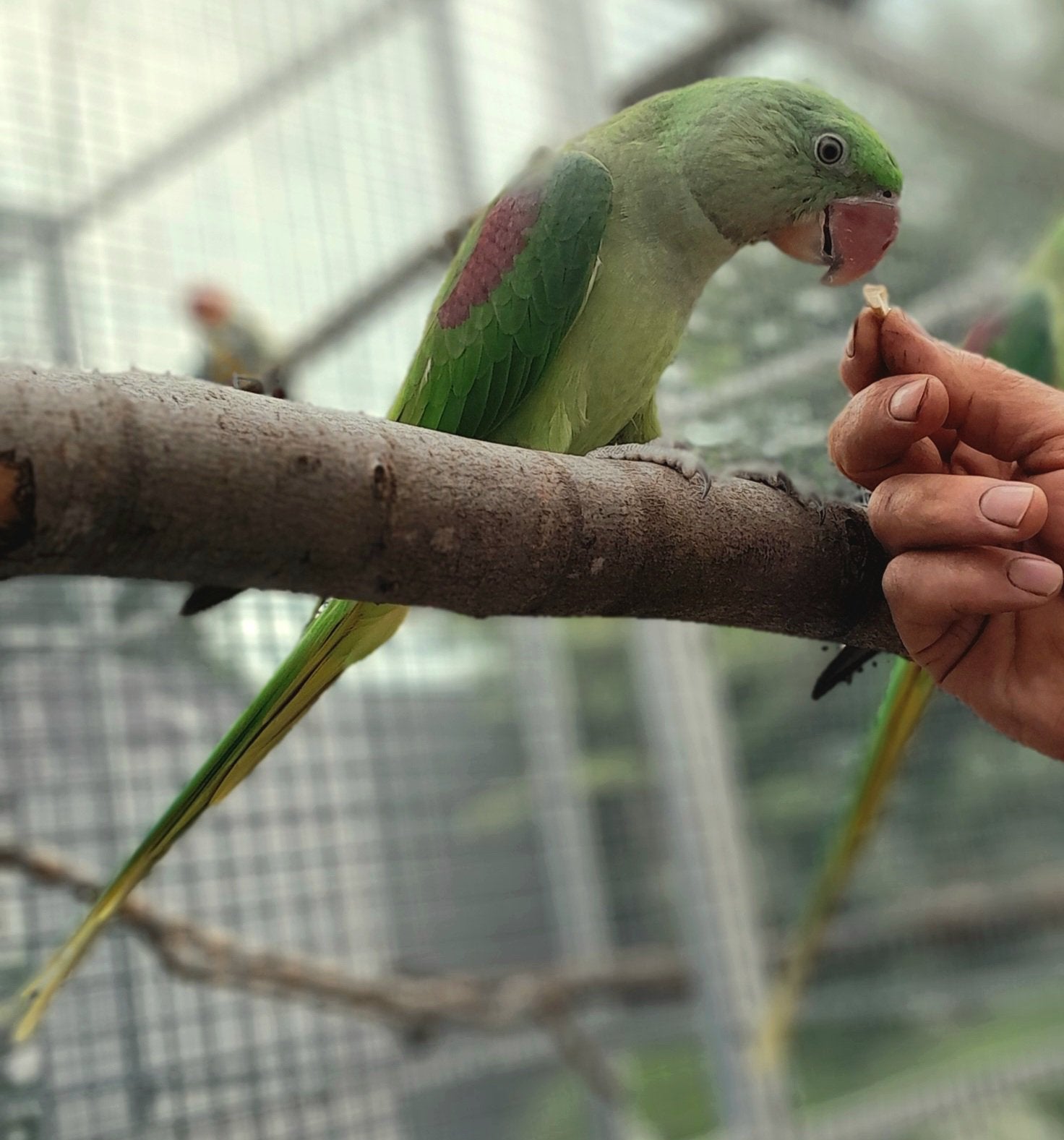 Alexander parkiet, Dieren en Toebehoren, Vogels | Parkieten en Papegaaien, Parkiet, Geringd