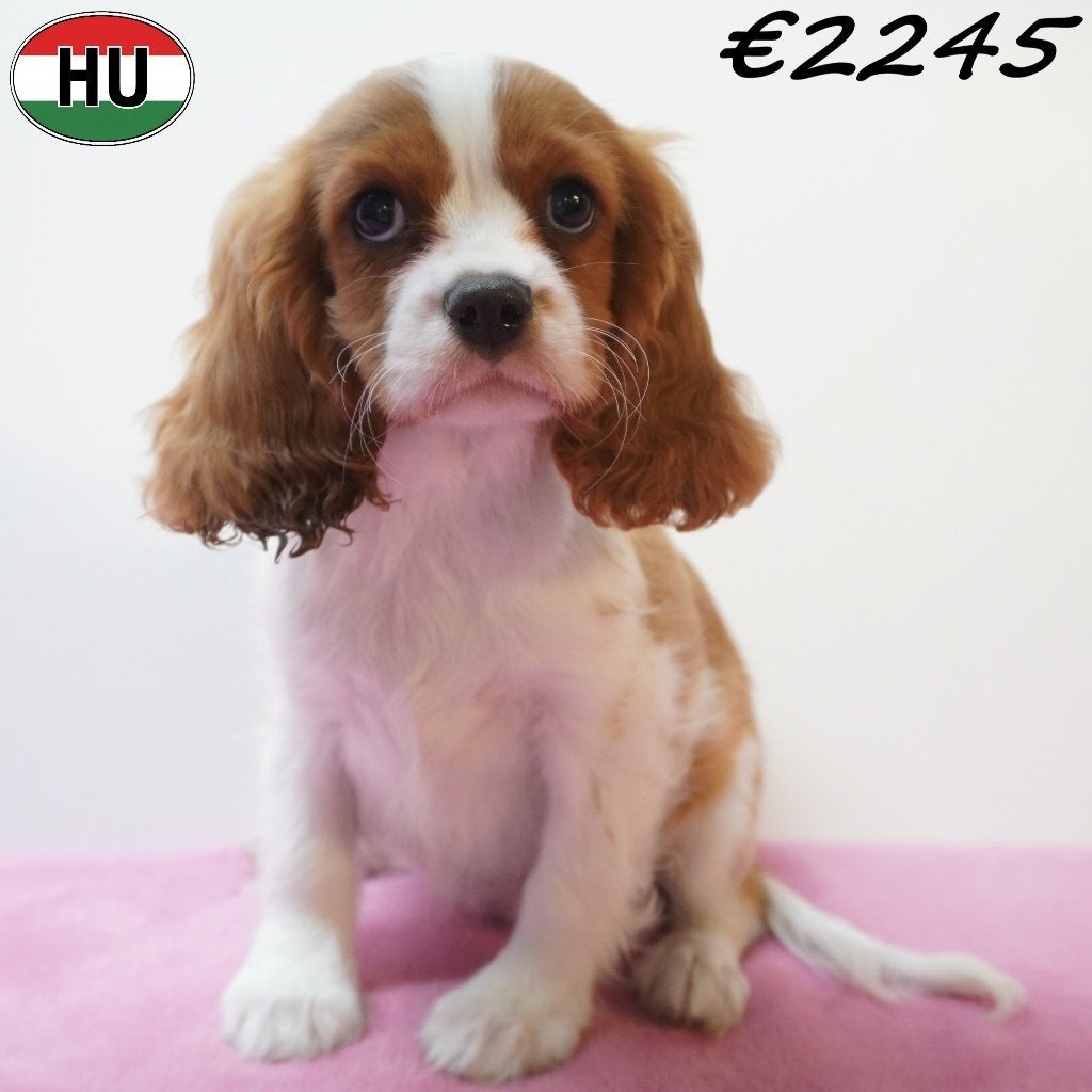 Cavalier King Charles (Blenheim) Magnifiques chiots à vendre, 15 semaines à 1 an, Autres races, Plusieurs animaux, Plusieurs