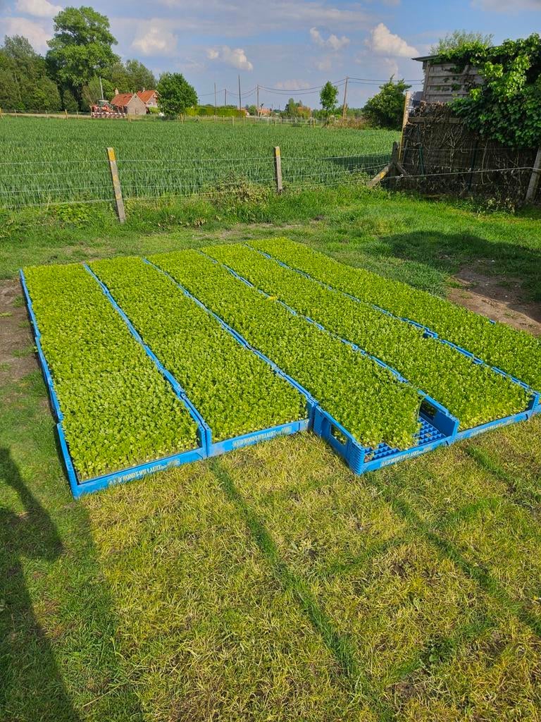 Knolselderplanten Markiz tray, Ophalen