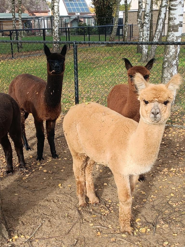 Alpaca merrie's, Mei, Vrouwelijk