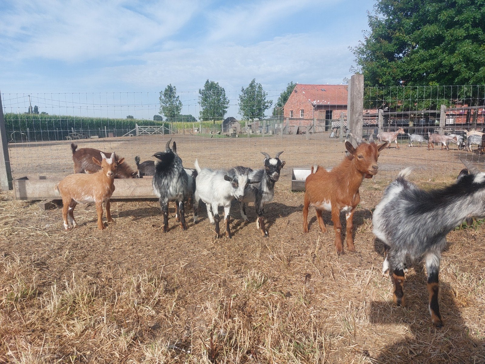 Mooie bokken., Mannelijk, Geit, 0 tot 2 jaar