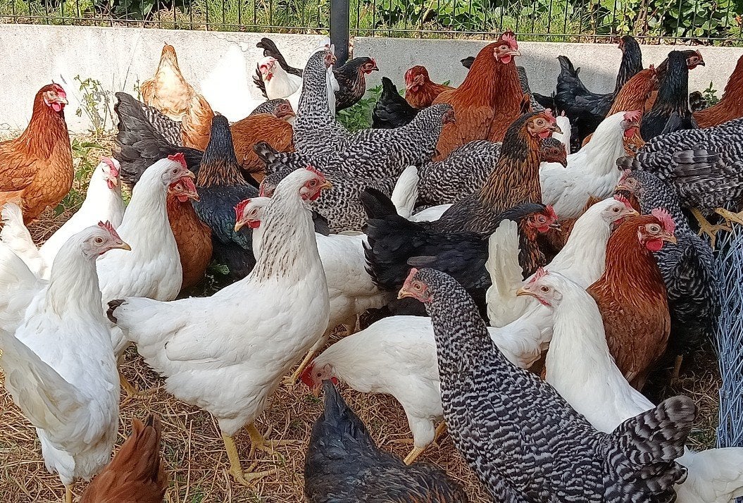 jonge legkippen herfstpromo!!!, Dieren en Toebehoren, Kip