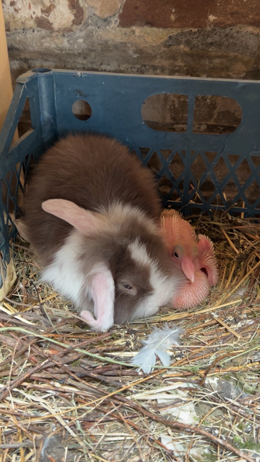 Dwarf Bunny (3 mois) Lily cherche un foyer chaleureux !, Animaux & Accessoires, Femelle, Taille moyenne, Oreilles tombantes, 0 à 2 ans
