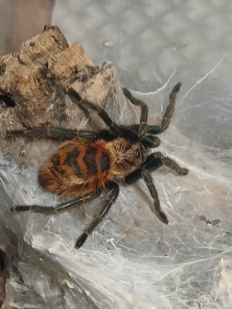 Vogelspin C.cyaneopubesens o.o, Dieren en Toebehoren, Insecten en Spinnen, Spin of Schorpioen