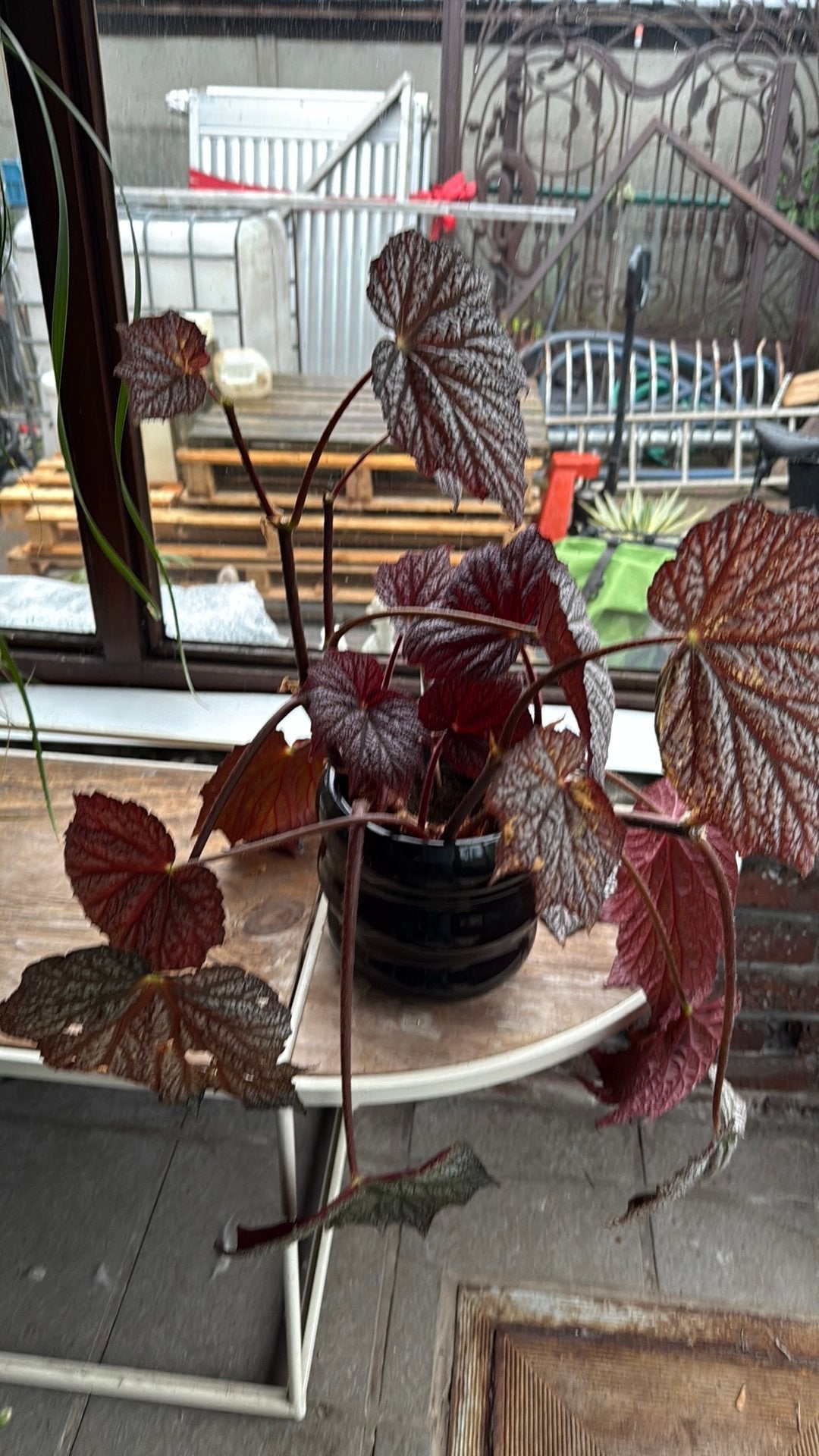 Begonia 'Tingley Mallet', Huis en Inrichting, Kamerplanten, Ophalen