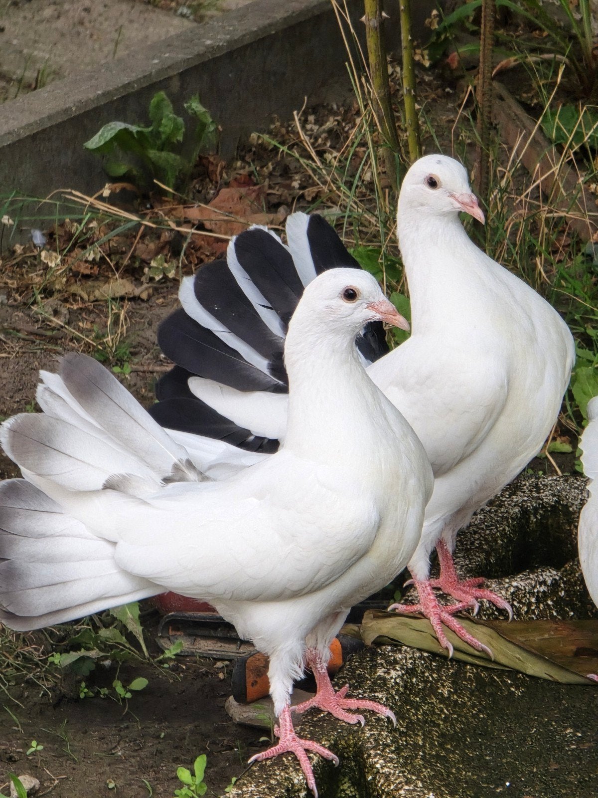 duiven, Dieren en Toebehoren, Vogels | Duiven