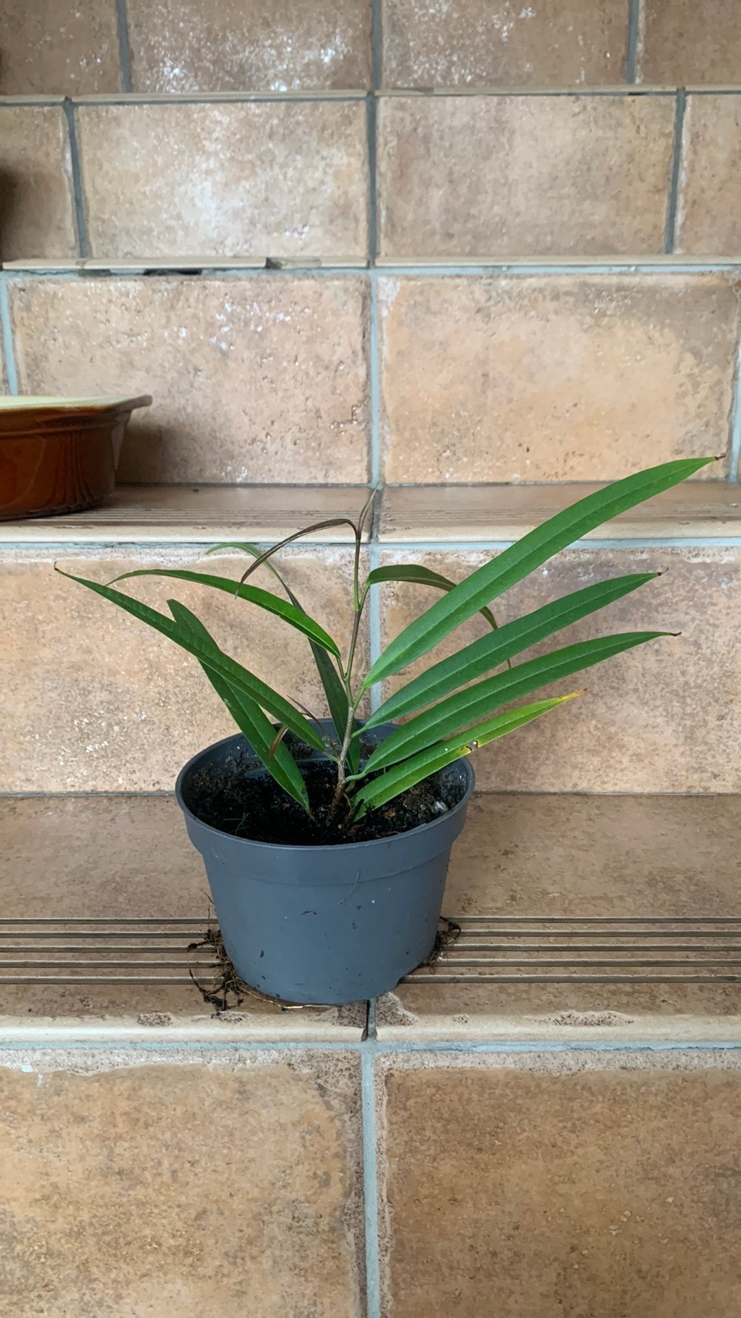jonge palmboom,  het geslacht Dypsis of Veitchia., Huis en Inrichting, Ophalen