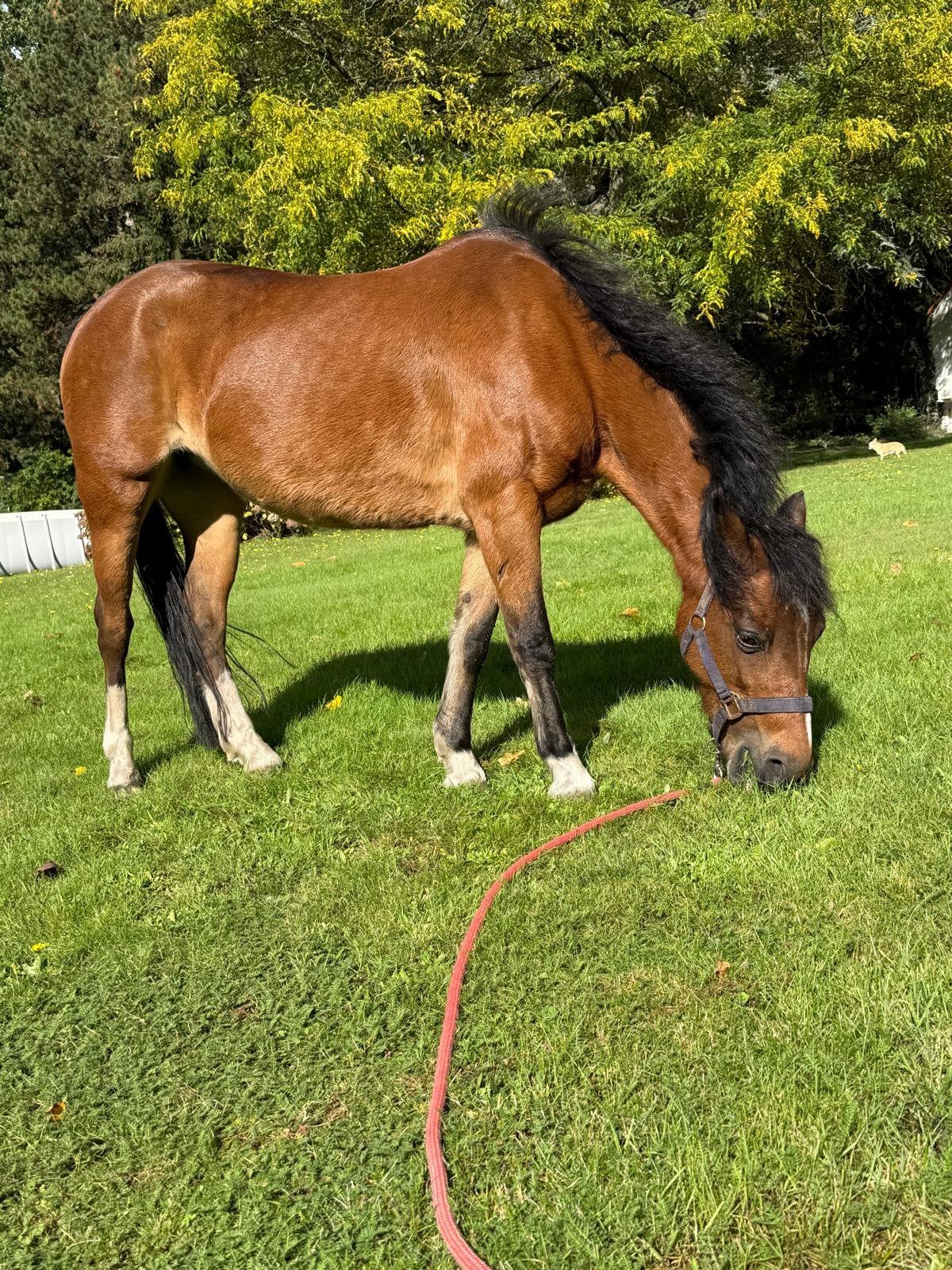 Lieve pony te koop, Jument