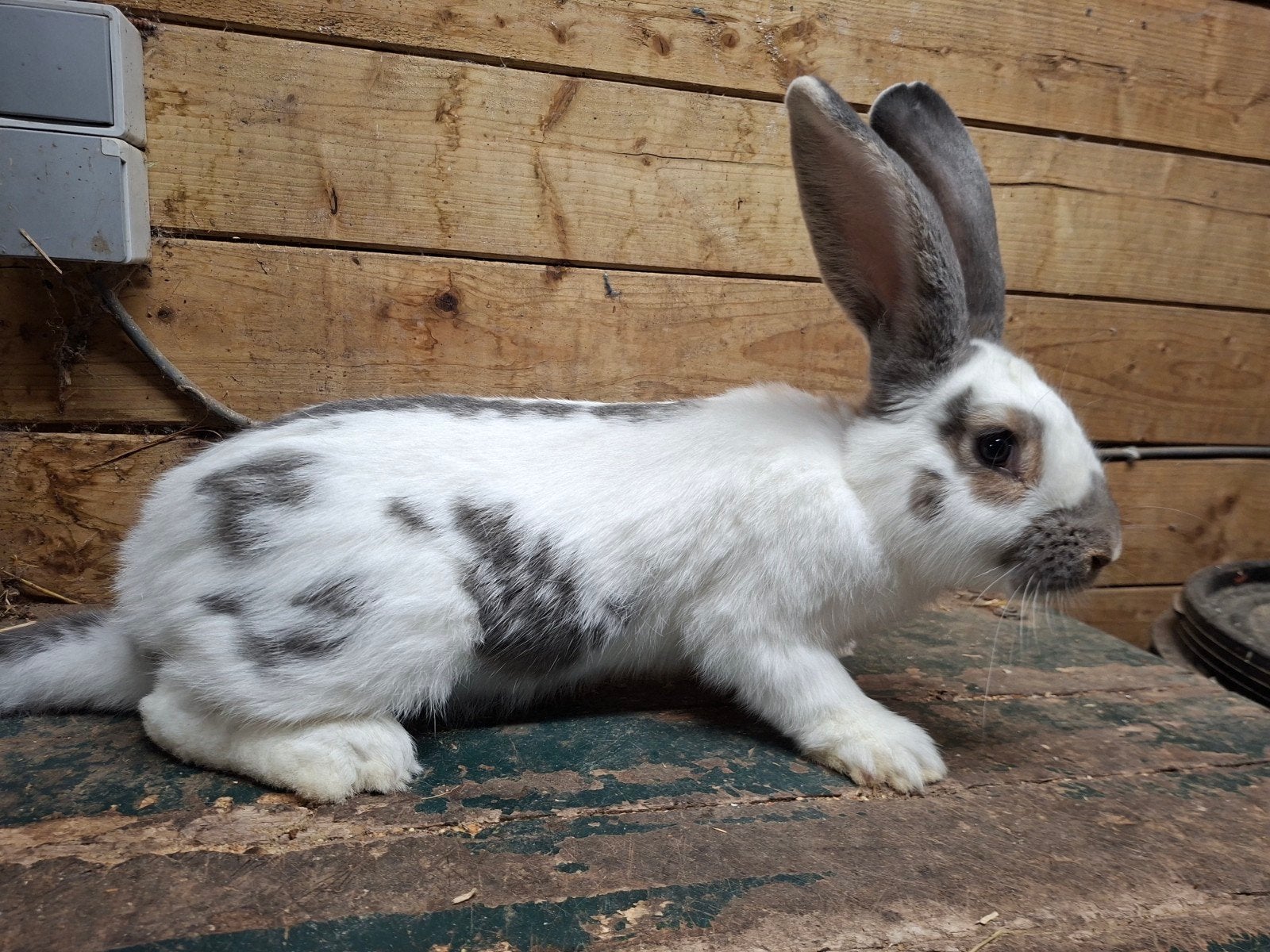reuzevlinder ram, Dieren en Toebehoren
