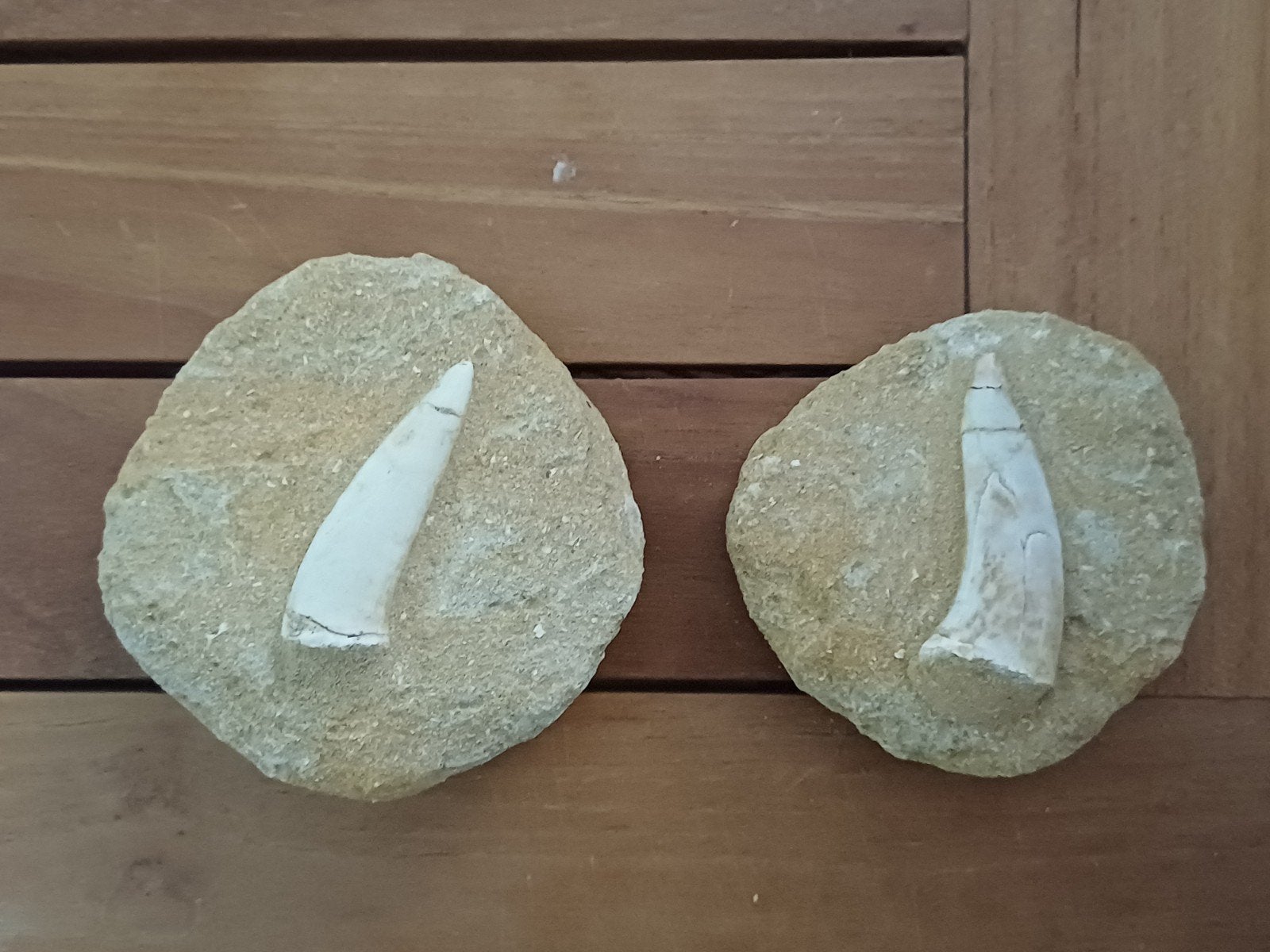 2 tanden in matrix van de sabeltandharing, Verzamelen, Ophalen of Verzenden, Fossiel