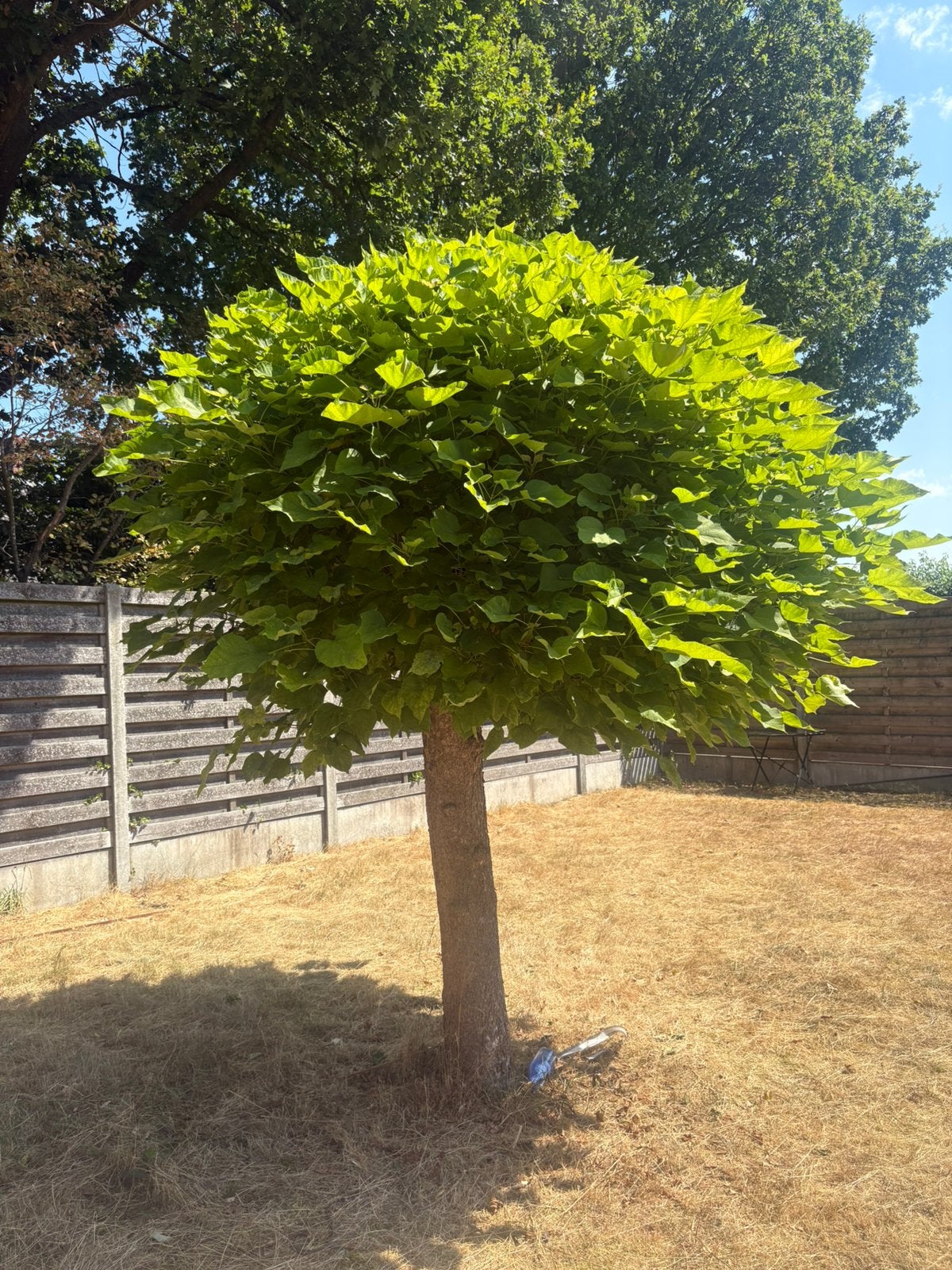 Boom, Tuin en Terras, Planten | Bomen, Ophalen