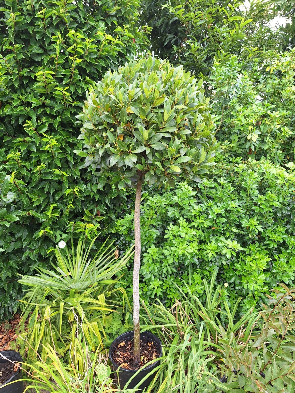 laurus nobilis echte laurier., Tuin en Terras, Ophalen