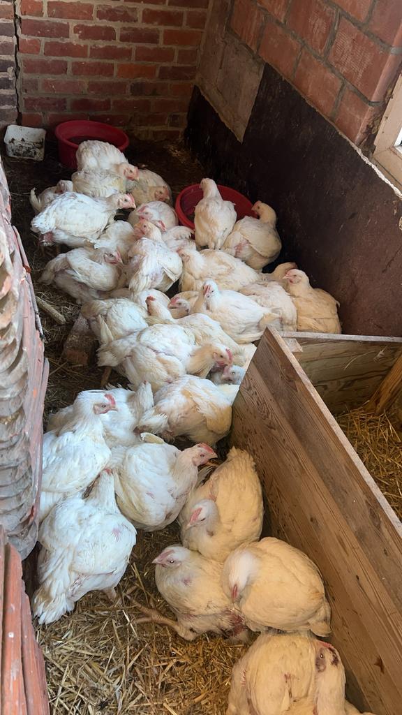 Witte Vleeskippen ross 308, Dieren en Toebehoren, Pluimvee
