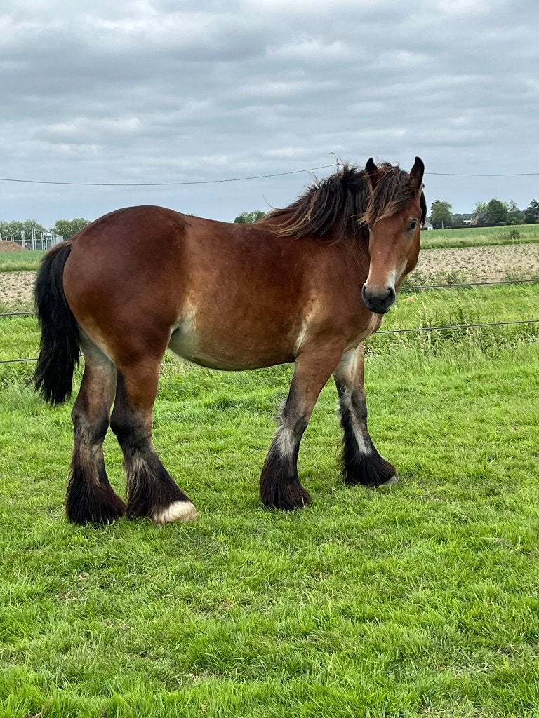 belgisch trekpaard merrie, Jument, Avec pedigree, 0 à 2 ans
