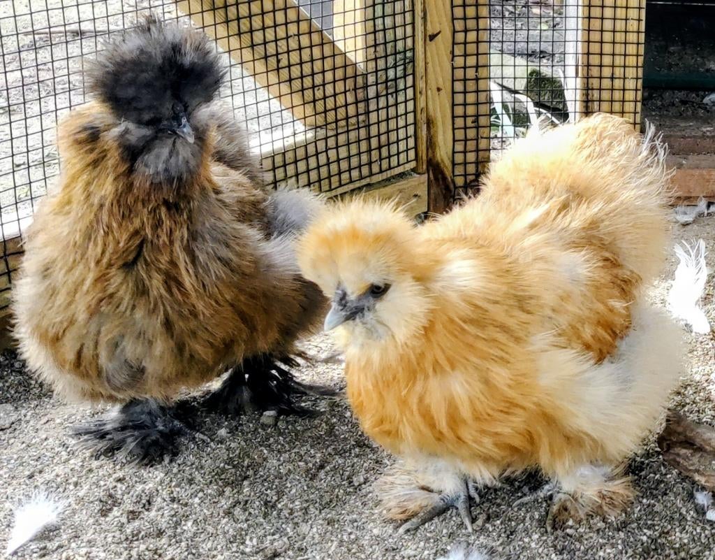 Broedeieren USA Zijdehoenders / Silkies – div. kleuren, Sexe inconnu, Poule ou poulet