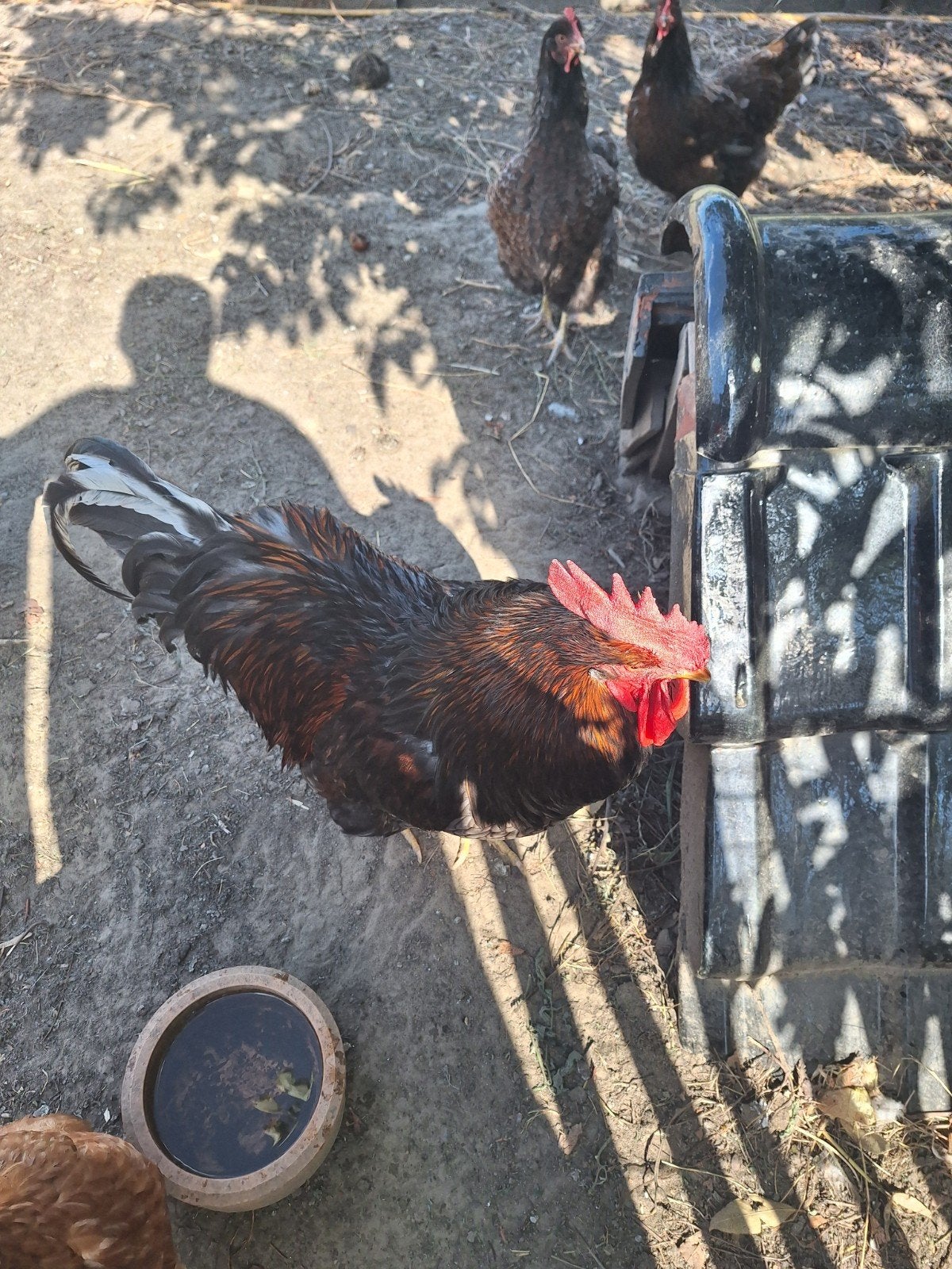 haan, Mâle, Poule ou poulet
